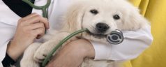 The Importance Of Having Your Dog Vaccinated