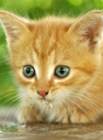 Bringing A Cat To A Service For Pet Grooming in Marysville