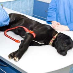 Having Your Pet Vaccinated Is Important