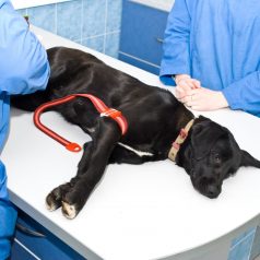 The Importance of Preventative Pet Health Care in Tempe, AZ