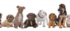 Dog Grooming in Quantico, VA: Tips on Bathing Your Dog
