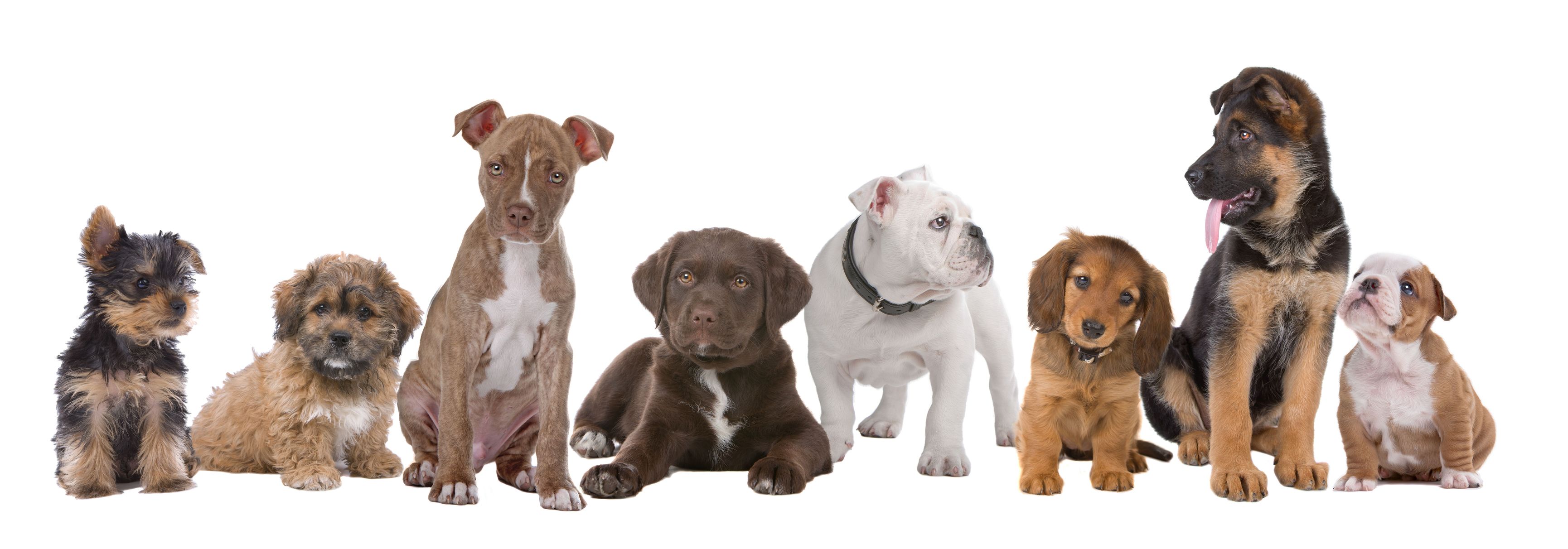 puppy finder va grooming in quantico va tips on bathing your health and wellness care puppy finder va grooming in quantico va tips on bathing your health and wellness care