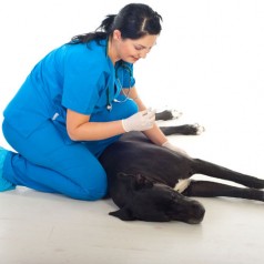 An Animal Clinic in Leawood KS Can Help Keep Pets Healthy and Happy