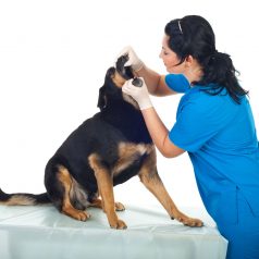 Pet Dental Care in Sugar Land – What You Need to Know