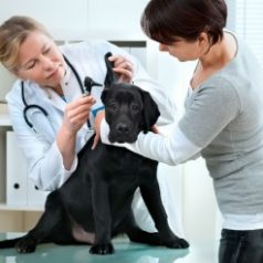 Spay And Neuter Benefits In Oahu