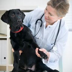 Visit a Vet Hospital in Alpharetta for Pet Wellness