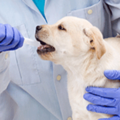 Keep Those Pets Healthy and Happy With Animal Therapeutic Services in Richmond TX