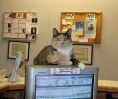 Find An Animal Hospital In Roswell For You