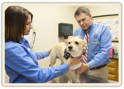 Frequently Asked Questions About Heartworms In Dogs And Treatment At An Animal Clinic In Lenexa KS