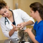 Take Your Dog or Cat to a Pet Hospital in Leawood, KS Regularly to Keep Him Happy and Healthy