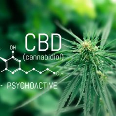 The Soothing Benefits of CBD Cream