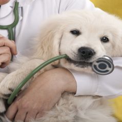 3 Things To Consider When Looking Into Animal Doctors Near Alpharetta