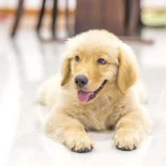 Veterinarians in Roswell Offer Advice to Pet Owners