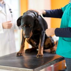 Top 3 Signs That You Should Bring Your Dog to an Emergency Vet