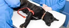 Find The Best Team Of Vets In Chicago For Your Pet