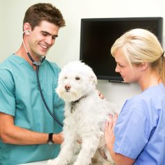 Services Found at a Veterinary Hospital, Find One in Chicago