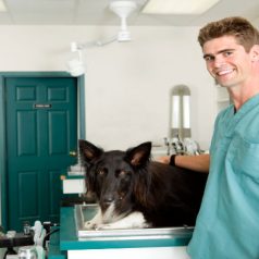 Complete Care is Available at Animal Hospitals in Johns Creek