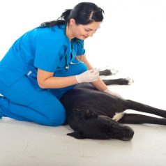 Get Your Pet the Help They Need from the Experts in Routine Animal Care in Scottsdale, AZ