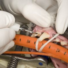 Reasons Dental Health is Important for your Dog