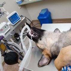Man’s Best Friend: Pet Hospitals in Richmond, TX
