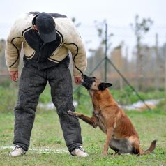 The Benefits of Dog Training Classes
