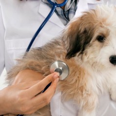 Some Tips For Finding An Animal Clinic in Yorktown NY