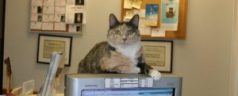 Find An Animal Hospital In Roswell For You