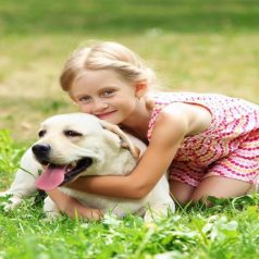 Tips for Comparing Dog Kennels in Elkhorn, NE